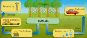 biomasse